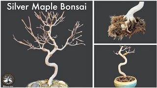 Silver Maple Bonsai [upl. by Gonick]