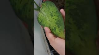 Dieffenbachia seguine🌱 An air purifier plant 🍃 shortvideo nature shorts plants [upl. by Natloz]