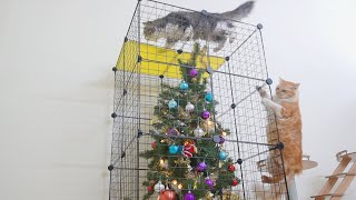 How To Protect Your Christmas Tree From Cats [upl. by Minta]