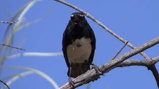 Willie Wagtail [upl. by Ennazzus325]