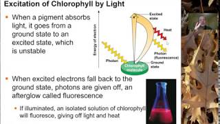 Chapter 10 Photosynthesis Intro 3 [upl. by Haisi]