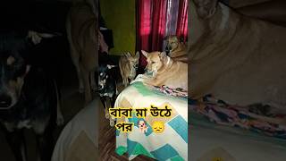 বাবা মা উঠে পর 🐕😞shortsshortdogstreetdoghappylifeviralshortstrendingshorts [upl. by Adnic]