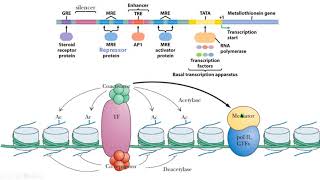 RNA polymerase II transcription polimerasa transcripción Gene expression genética molecular biolog [upl. by Jilli193]