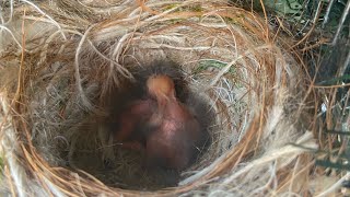 2020 common Crossbill breeding season  2 Eggs hatched and chick feeding [upl. by Keenan]