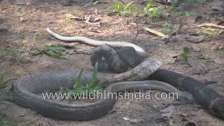 King Cobra attacks kills and feasts on a dhaman in India [upl. by Golda]