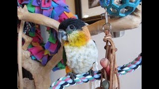 Samson 12 week old Baby Black Headed caique [upl. by Akiria]