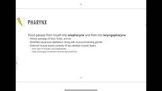 235  Pharynx amp Esophagus [upl. by Clements]