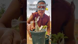 Verde limão 🍋 variedades  rosadodeserto vidanocampo trendingshorts trabalhoemcasa [upl. by Skillern]