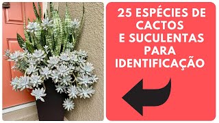 25 ESPÉCIES DE CACTOS E PLANTAS SUCULENTAS PARA IDENTIFICAÇÃO [upl. by Kelleher]