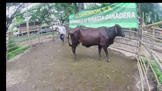 Lote Nro 139 [upl. by Rot]