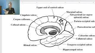 Anatomy of CNS Module in Arabic 2024  Sulci and gyri of medial surface of cerebral hemisphere [upl. by Nimaj]