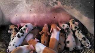 Tiny Newborn Piglets Fighting Eating and Crawling On Mama [upl. by Esialb814]