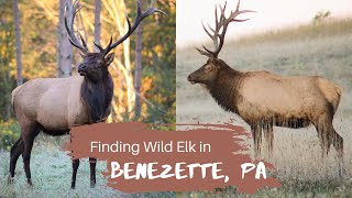 Finding Wild Elk in Benezette Pennsylvania [upl. by Cinomod]