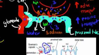 MB39 Aldosterone and ADH HSC biology [upl. by Eatnohs688]