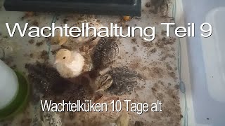 Wachtelhaltung Teil 9 [upl. by Tallula]