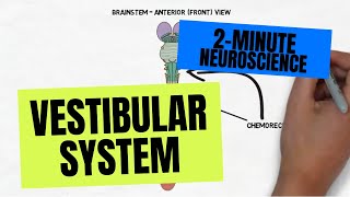 2Minute Neuroscience Vestibular System [upl. by Ibba]