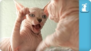 40 Seconds of Playful Sphynx and Bambino Kittens Part 2  Kitten Love [upl. by Magel]