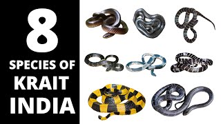 8 Species of Krait found in India  भारत मे पाए जाने वाले 8 प्रजाति के क्रेट [upl. by Eugenides]