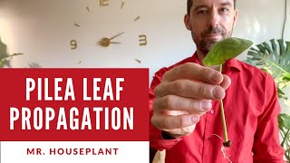 Pilea peperomioides propagation from a single leaf [upl. by Easlehc]