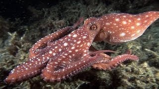 Mucky Secrets  Part 16  Cuttlefishes amp Octopuses  Lembeh Strait [upl. by Wil720]