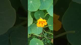 closeup of a colorful nasturtium flower in summer yellow red orange flowers in full bloom garden [upl. by Arikahs18]