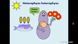 Heterophyes heterophyes Intestinal Fluke دودة شم النسيم [upl. by Ynnub]