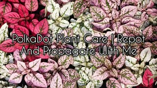 PolkaDot Plant Care  Repot And Propagate With Me PolkaDotPlant HypoestesPhyllostachya [upl. by Dlorag]