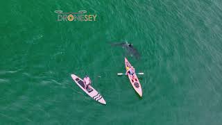 14 Great White Shark Surfaces Right by Kayak [upl. by Merete]