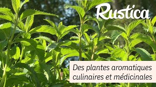 Des plantes aromatiques culinaires et médicinales [upl. by Aitan927]