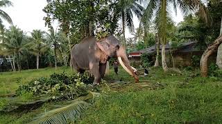 The Main Tusker Kotte Raja at Homagama Poson Perahara 2024 Elephants in Sri Lanka [upl. by Macdougall]