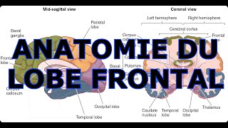 ANATOMIE DU LOBE FRONTAL [upl. by Tioneb]