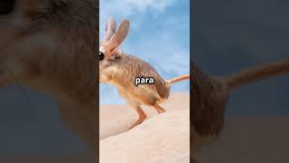 3 Curiosidade sobre o Jerboa [upl. by Garth]