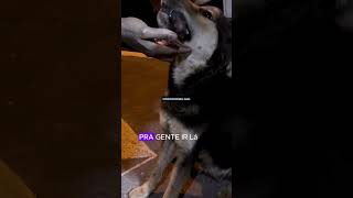 OLHA GENTE DEPOIS FALAM QUE CACHORRO NÃO É RACIONAL MOMENTO LINDO E CURIOSO curiosidades cachorro [upl. by Onairot]