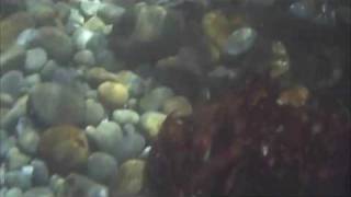 RFID Diving Abalone Pearls and Pelicans [upl. by Sadoc]