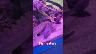 monsterfish fisheaters fypシ゚viral trending pets fyp fishkeepers goviral [upl. by Akila]