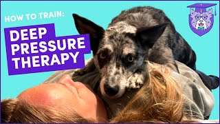 Train DEEP PRESSURE THERAPY DPT Service Dog Task for Anxiety ADHD ASD PTSD amp more [upl. by Onej]