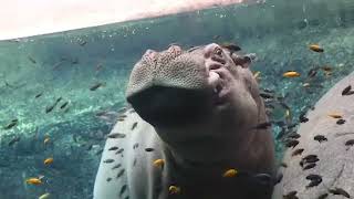 Watch Sleepy Hippo Enjoy a Fish Spa Treatment Underwater [upl. by Lacombe]