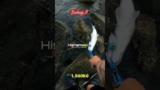 💢 Salam Strike Siakap saiz 3 rasaNyum2shorts shortvideo shortviral fishing siakap [upl. by Rodie758]