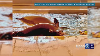 Hawaiian monk seal intentionally killed by blunt force trauma [upl. by Eirallam524]