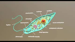 Células protistas Euglena [upl. by Nyleimaj]