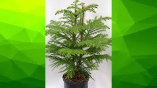 How to take care and repot of Araucaria  Christmas Tree [upl. by Sirois]