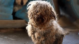 180 Animals Rescued from Arkansas Puppy Mill [upl. by Oranneg]