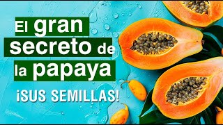 📌 La Papaya y sus semillas  Propiedades y beneficios para tu salud 🥭 Formas de consumirla 👌 [upl. by Nnylsoj934]