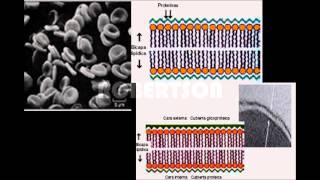 Modelos de Membrana Celular [upl. by Prestige]