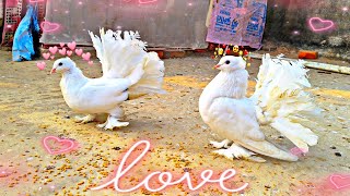 New Lakkha Kabootar Le Aaye  Lakkha Pair In Darbhanga 🥰 shots pigeon lakkhakabutar darbhanga [upl. by Laemaj]