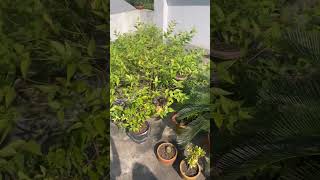 Rooftop garden garden nature music love arabic green rooftop bonsai [upl. by Leor]