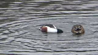 Northern Shoveler Ducks UK Wildlife [upl. by Nodyroc]