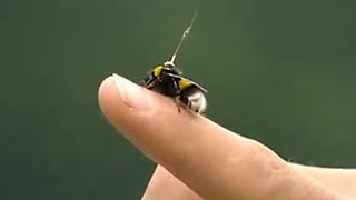 Watch the Flight of a Bumble Bee  Animal Camera  BBC Earth [upl. by Socher]