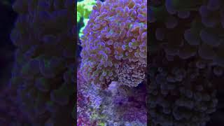 Frogspawn coral are one of the coolest coral to have in a reef A must have frogspawn euphyllia [upl. by Sauls967]