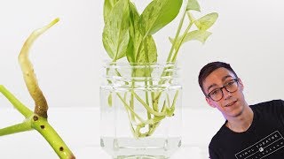 How To Propagate Pothos Cuttings  2 BEST Methods [upl. by Lilian283]